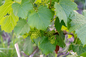 Floraci&oacute;n en el vi&ntilde;edo