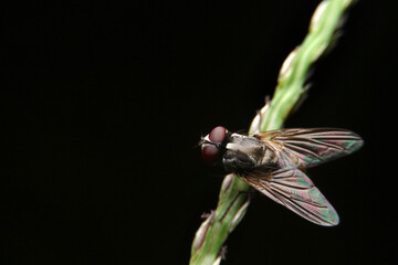 close-up fly macro night