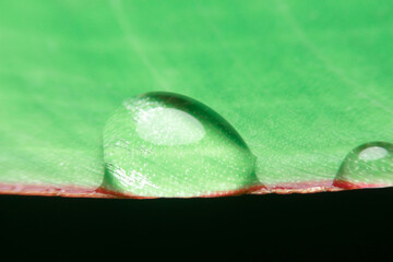close-up rain drop on banana leaf