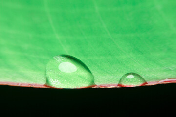 close-up rain drop on banana leaf