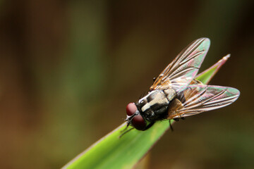 close-up fly macro night