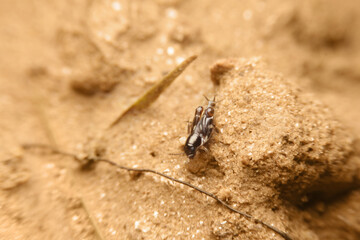 close-up tridactylidae, pygmy mole crickets