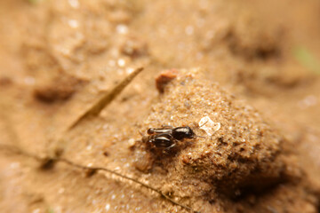 close-up tridactylidae, pygmy mole crickets