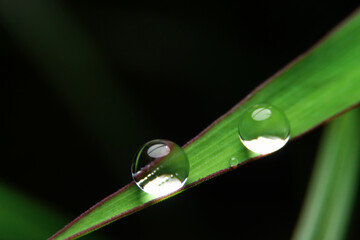 close-up rain drop on leaf