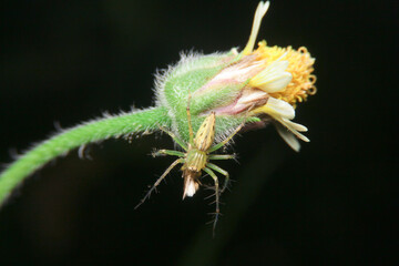 close-up lynx spider on flower
