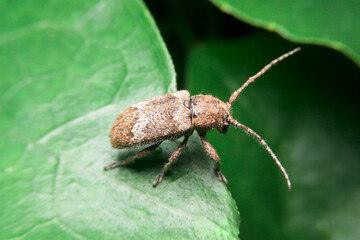 close-up longhorned beetle Rhytiphora, Pterolophia, Rhytiphora bankii