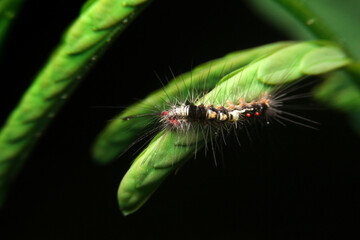 close-up vapourer moth caterpillar on leaf