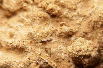 close-up wolf spider on ground soil