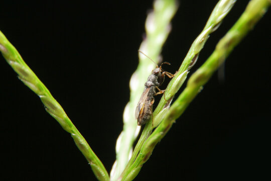 close-up Nysius raphanus insect on green leaf, chinches de las semillas