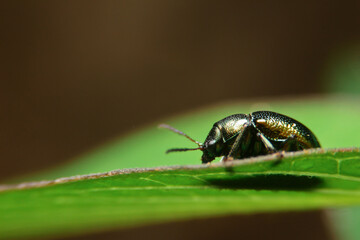 Naklejka premium close-up chrysolina black eat leaf