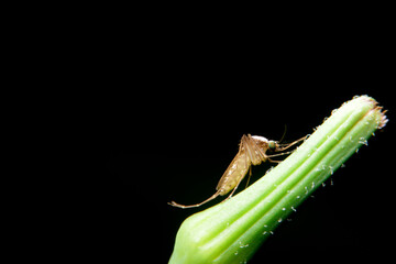close-up female mosquito on green leaf, night time