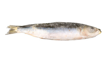 frozen fish, sardine, png file