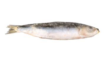 frozen fish, sardine, png file