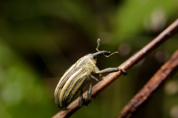 close-up elephant weevil , orthorhinus cylindrirostri in thailand, southeast asia