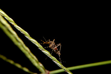 close-up female mosquito mite parasite on night time