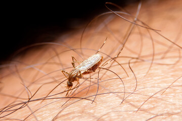 close-up female mosquito sucking blood on skin
