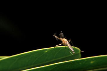 close-up male mosquito on green leaf, night time