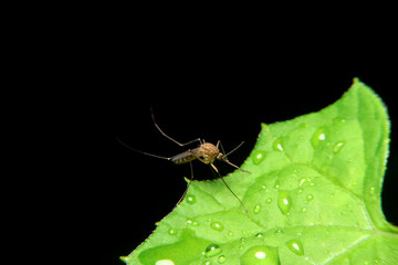 close-up female mosquito on green leaf, night time
