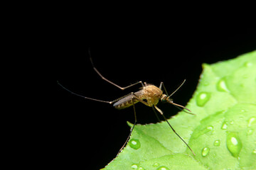 close-up female mosquito on green leaf, night time