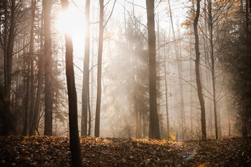 Obraz premium morning mist in the forest and rays of the sun 