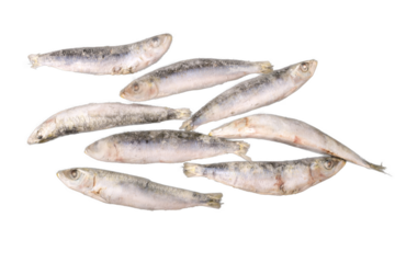 frozen fish (sardine) , png file