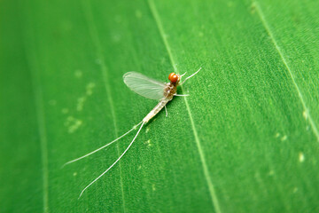 close-up mayfly on green leaf, night time
