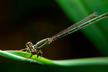 close-up dragonfly night time