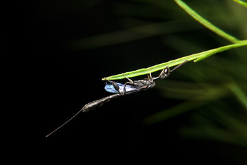 close-up ensign wasp, evaniidae on night time