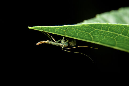 close-up chironomid midge on green leaf, night time