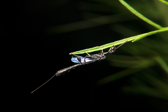 close-up ensign wasp, evaniidae on night time