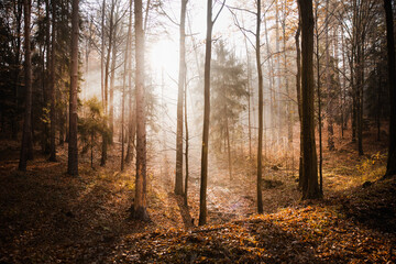 morning mist in the forest and rays of the sun	