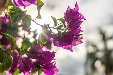Pink Bougainvillea flowers, with sunbeams from behind.