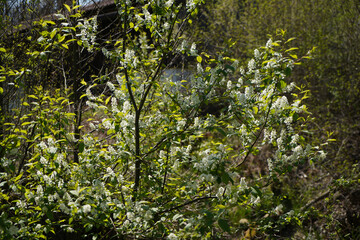 Farmhouse with lots of wood and stone