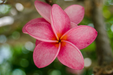 Single Orchid Tree Flower