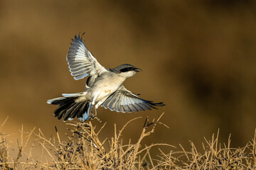 Great grey shrike, Lanius excubitor, Souss-Massa, Morocco