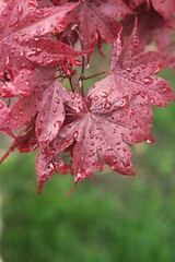 Bright red leaves with raindrops