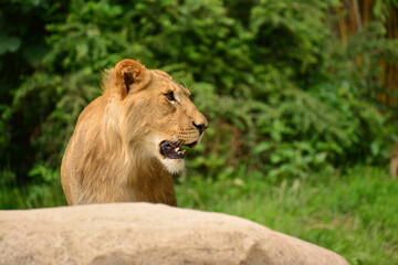 Löwe - Animal -Wildlife