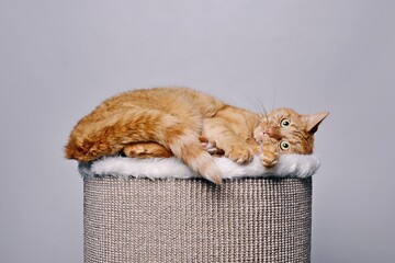 Funny ginger cat resting on comfortable scratching barrel. Isolated on gray background. 