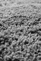 A conifer bush in black and white.
