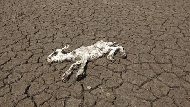 Severe drought leads to the drying up of reservoirs and the death of livestock (loss of cattle). A dead sheep on the cracked earth of the lake. Consequences of global warming