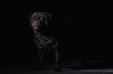 Black pug on a uniform background