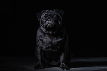 Black pug on a uniform background
