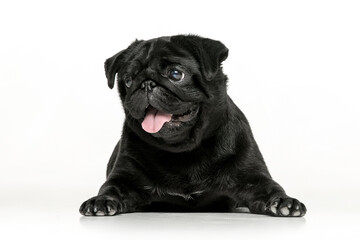 Black pug on a uniform background