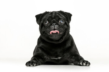 Black pug on a uniform background