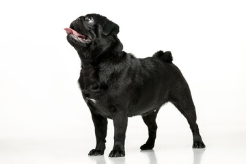 Obraz premium Black pug on a uniform background