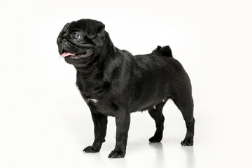 Black pug on a uniform background