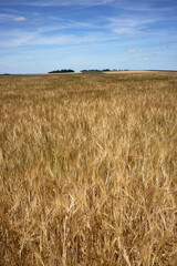 Wheat field - Walking trail between La ferte-sous-Jouarre et Orly-sur-Morin along the petit morin river -  Seine-et-Marne - Île-de-France - France