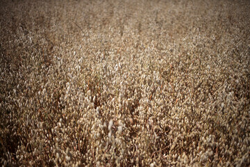 Fototapeta premium Wheat field - Walking trail between La ferte-sous-Jouarre et Orly-sur-Morin along the petit morin river - Seine-et-Marne - Île-de-France - France