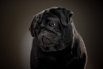 Black pug on a uniform background