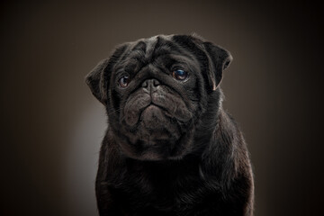 Black pug on a uniform background